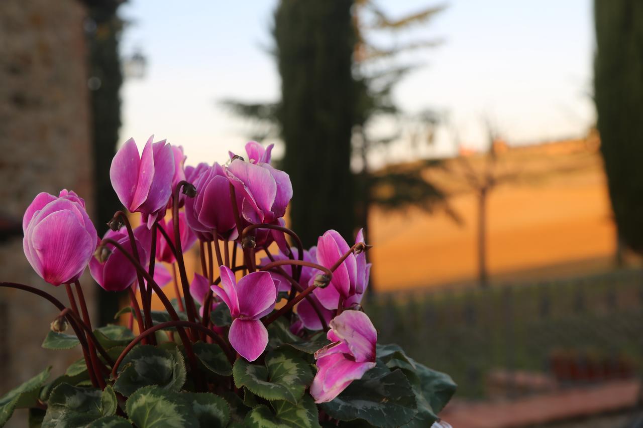 Agriturismo Bagnaia San Quirico d'Orcia Ngoại thất bức ảnh